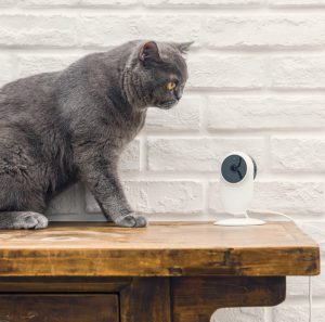 Nothing will slip by MiJia Smart Camera news 2