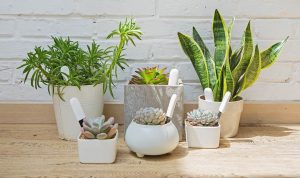 سنسور نظارت بر گل و گیاه شیائومی